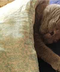 寒冷的冬日,谁不想和猫一样一睡一整天呢!