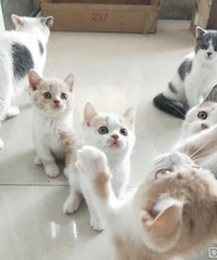 蓝白,英短,英国短毛猫,乳色三花短毛猫
