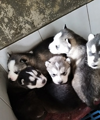 Ҫ�ؼ��ˣ�С����û��Ҫ�ģ�