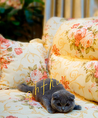 ���ݱ��ؼ����Ĵ���Ӣ����è���ѽ�������������磬��֤��