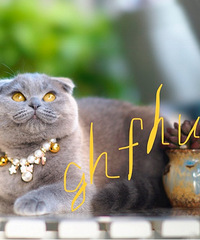 ���ݱ��ؼ����Ĵ���Ӣ����è���ѽ�������������磬��֤��