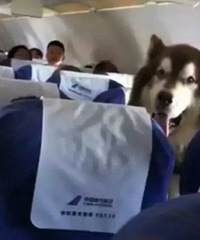 阿拉斯加犬能陪主人坐飞机?猛一看是熊二!这位乘客挡住了后排