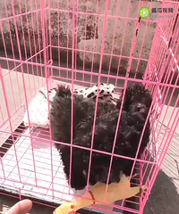 ��̩�ϣ����������ˡ�