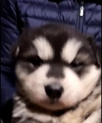 ����˹��С�����¼�