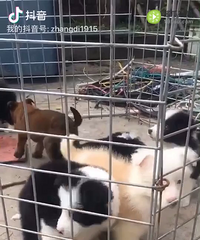 Ȯ������������һ�ı���