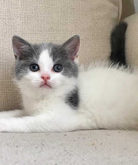 ����Ӣ��������è�۶������������������ˣ�