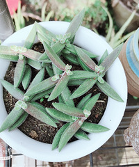 �Ҽ�����