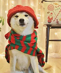 新年到,我家主子也穿上新衣服!