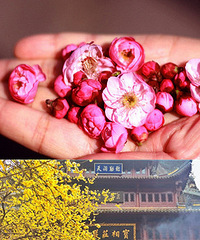 杭州赏梅地图!2019的梅花你赏了吗?