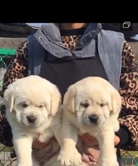 ˫Ѫͳ�������໹����ĸ