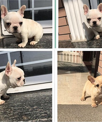 ���ͷ���