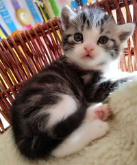 �Լҷ��������̼Ӱ���˾è�����߼Ӱף�����