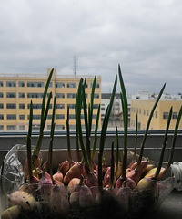 ����˼۹��ˣ��Լ��ֲ˰ɡ�