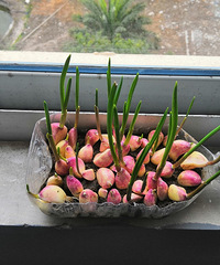 ����˼۹��ˣ��Լ��ֲ˰ɡ�