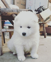 ������ĦҮ�����ˡ�