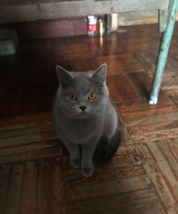 9个月的蓝猫妹子征婚了