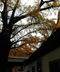 ����С������