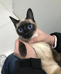 有没有推荐的猫咪交友群啊?