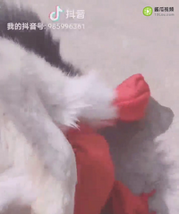 原本很讨厌狗狗的我妈不要我带回成都,说它