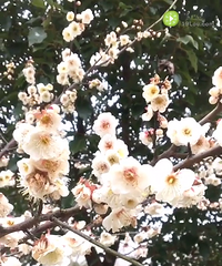 �ֵ�һ���̺�÷��-ֲ��԰