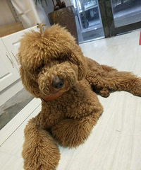 �����и�ë����