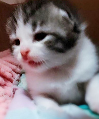 ��˾è�۶�è�����ת��ඡ��а��ĵĲ�ʺ��