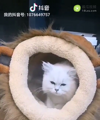 ��׼�����Ҽҵ�è�͵�����������ѧԺȥ