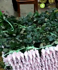 带大家逛花海