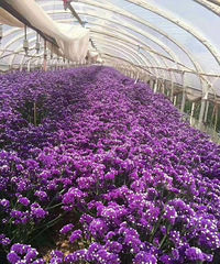 9.9特价500g勿忘我云南鲜花,做干花喽