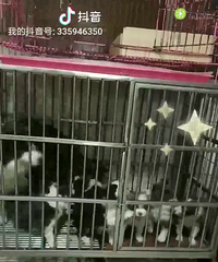 ��������������Ѫͳ��������Ѱ��������