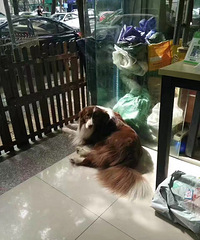 ��������������Ѫͳ��������Ѱ��������