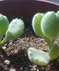 熊掌养殖环境