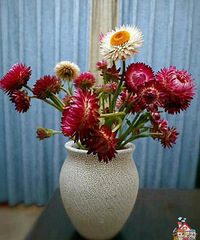 混搭麦杆菊 油画效果有木有?