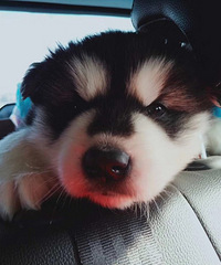 ���Ͱ���˹�����¼�