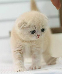 ��ɫ����2���¶�һ�㡣���������á�����è