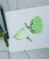 感受诗人安宁恬静的情怀,彩铅绘画教程,莲蓬