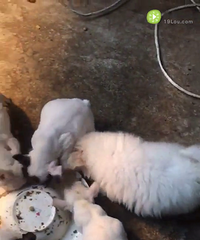 С���ף�ϲ������ϵ