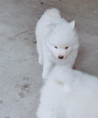 ������ĦҮ������