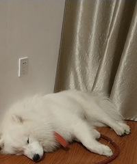 ����ϲ�����󹷵�ô