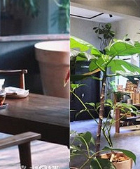 藏在植物园里的咖啡馆,太适合拍照了!