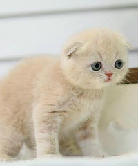 ��ɫ�۶�����