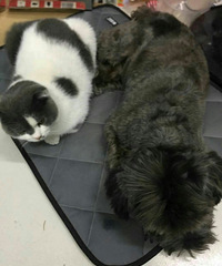 ��ʧһֻ����