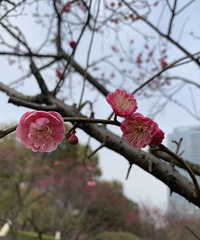 看梅好时光