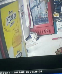 ��ʧһֻ����