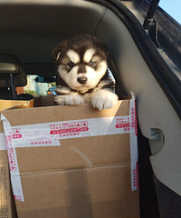 ���Ͱ���˹�����¼�