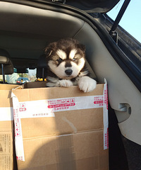 ���Ͱ���˹�����¼�