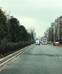 钱王街安全隐患,树木过高挡视线!