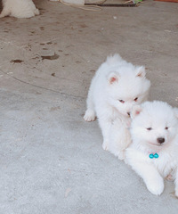 �������ˣ���һ�������Ѵ򣬵ڶ�������Ԥ���С�������ϲ���Ĳ�