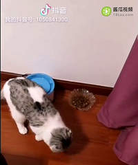 主子,您吃的是猫粮,不是吃的屎啊……