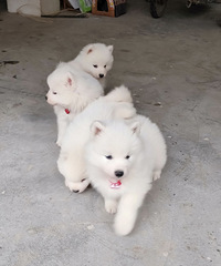 ����������ĦҮ��ɽ���������ˣ���һ������